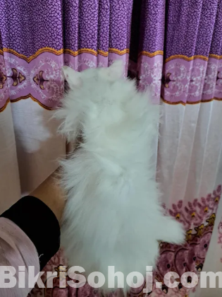 Persian cat